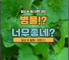 병풀이란?, 병풀추출물과 시카 - 마캉스