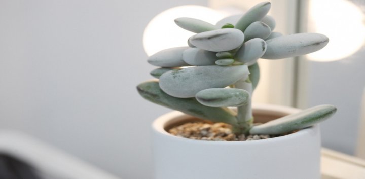 삼성동 왁싱 뽐누왁싱06